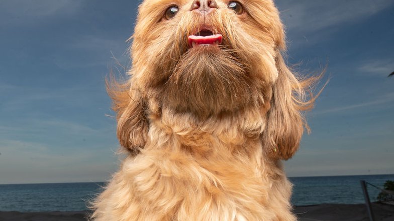 Pets.mail.ru Pets.mail.ru