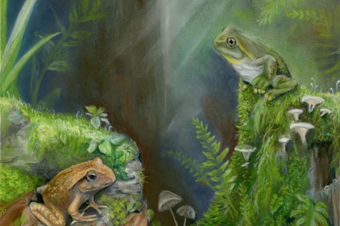 Художественная реконструкция нового вида Litoria tylerantiqua (справа) и ранее описанного вида Platyplectrum casca (слева) из Мургона, юго-восточный Квинсленд