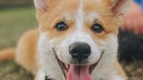 В Великобритании прошел конкурс на «самого королевского корги»