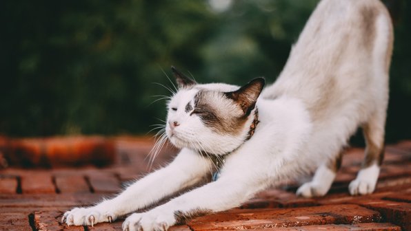 Сфотографируй меня, если сможешь: как сделать питомца моделью