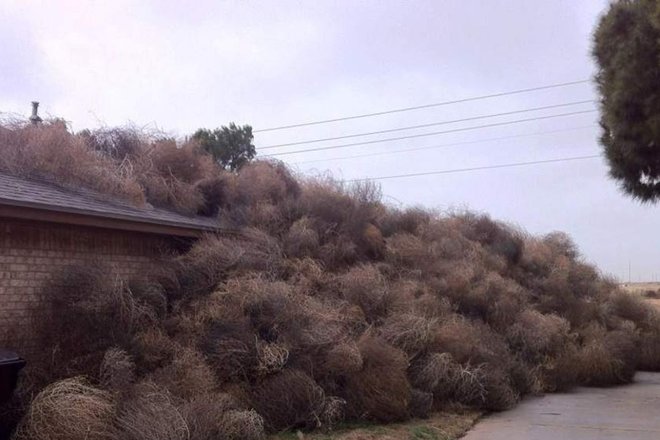 Tumbleweed III