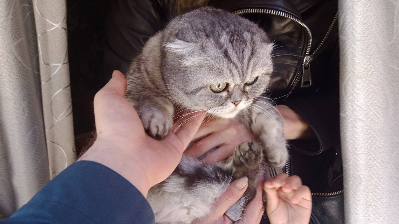 В Крыму кошка решила приготовить обед, но что-то пошло не так