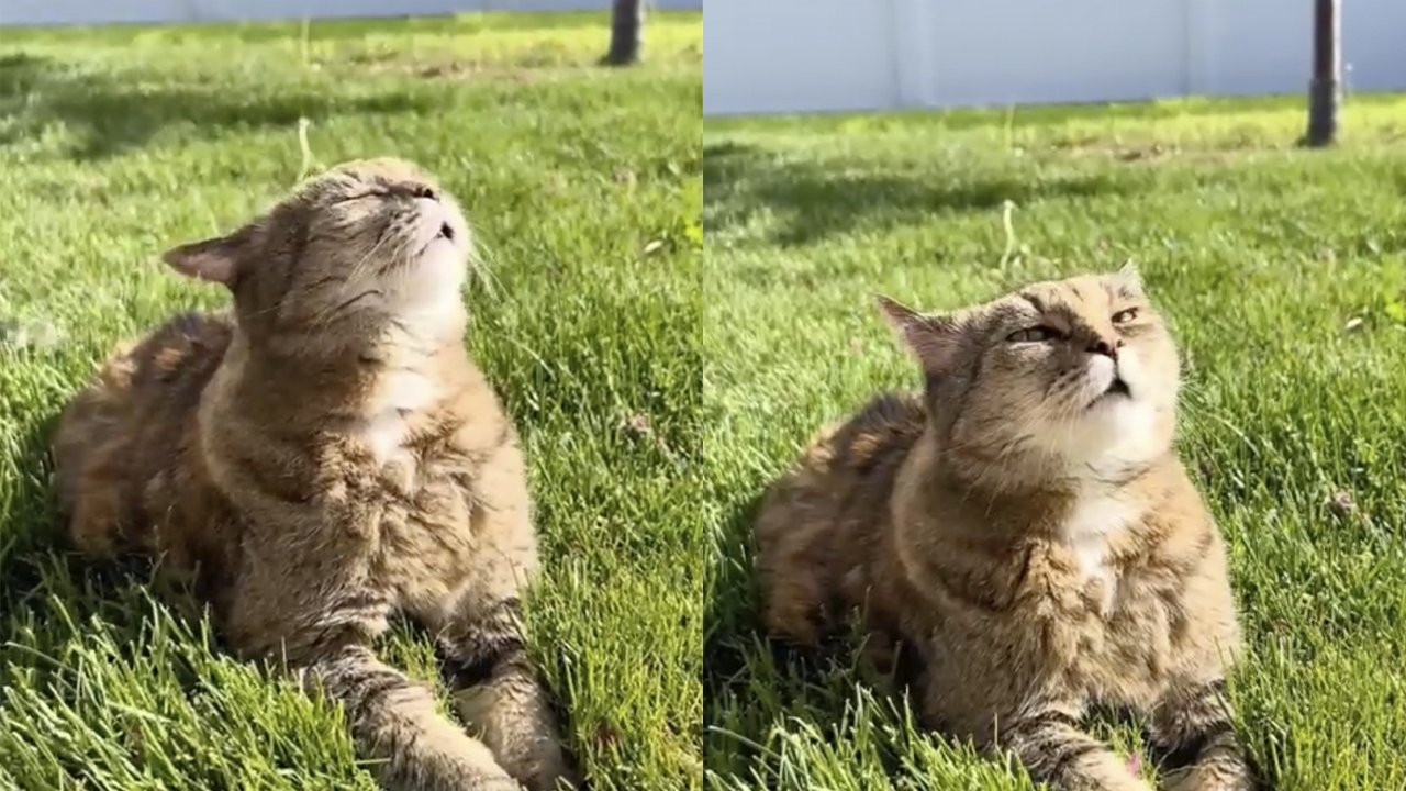 Котик на солнце Котик на солнце