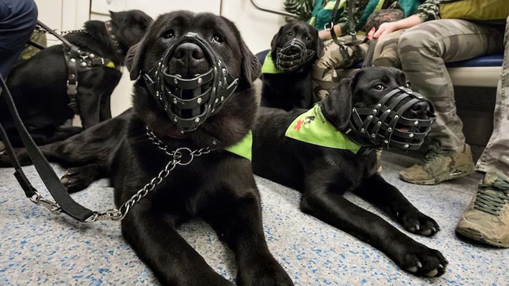 Высшее собачье Высшее собачье