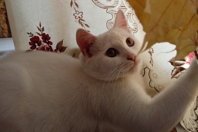 Снежка