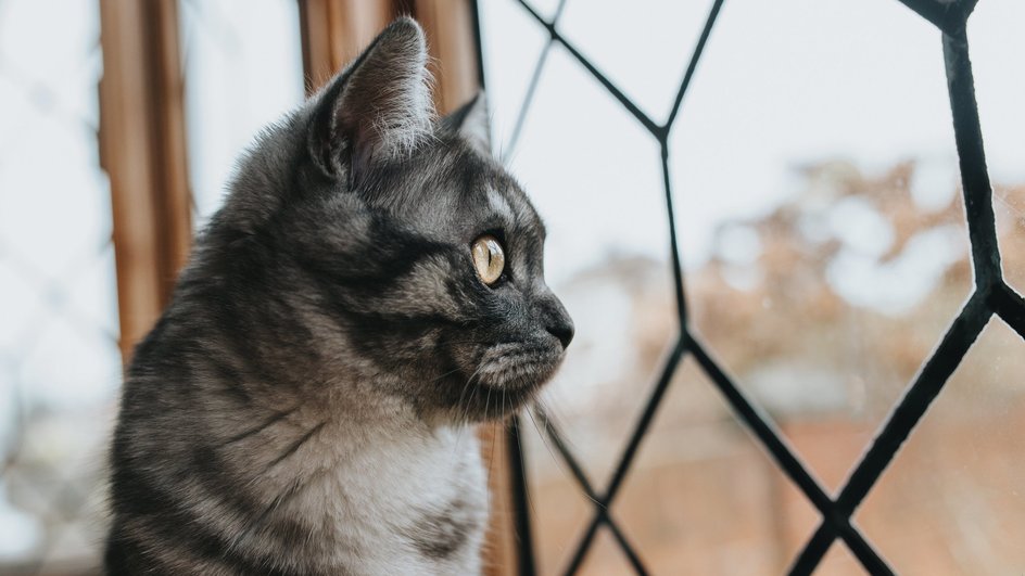 Кот смотрит в решетчатое окно