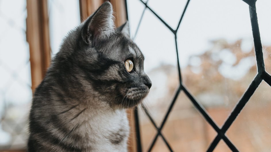 Кошка смотрит в зарешетчатое окно 