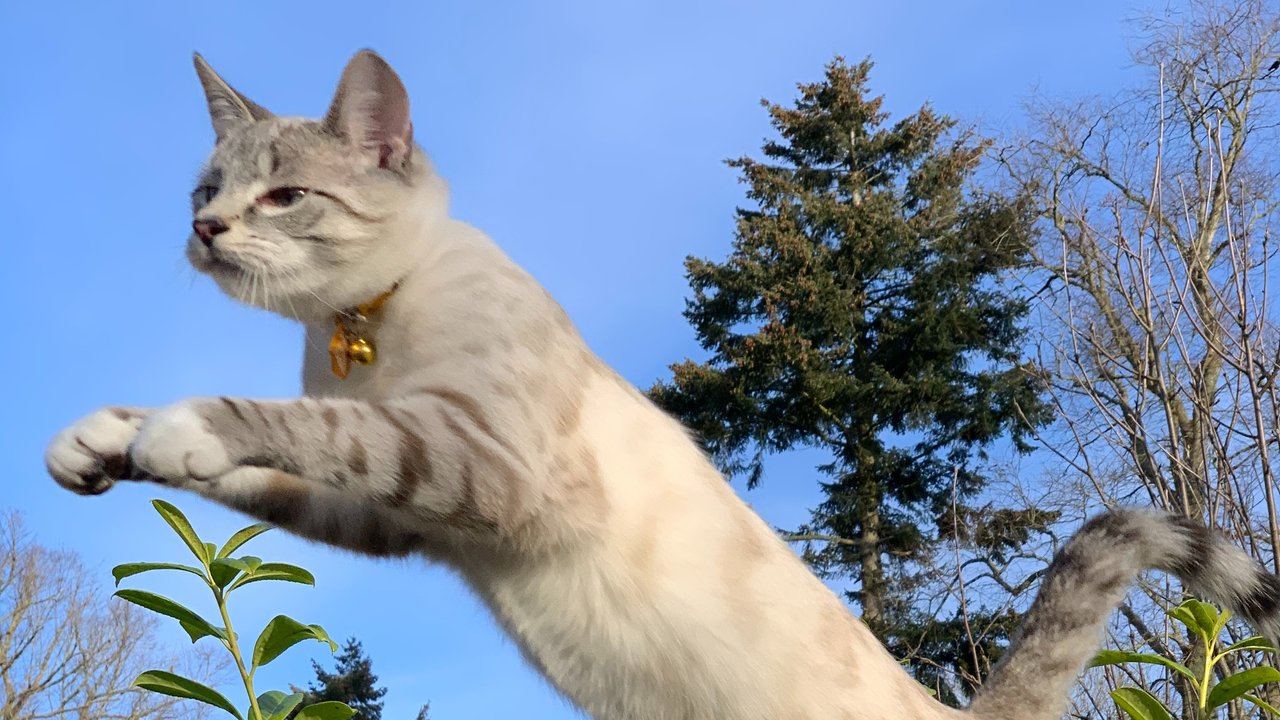 Правила дикой жизни | Какие таланты у кошки от природы - Питомцы Mail.ru
