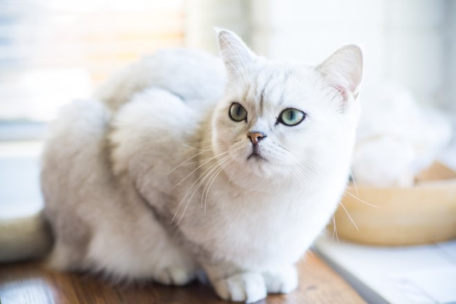 Шотландская кошка