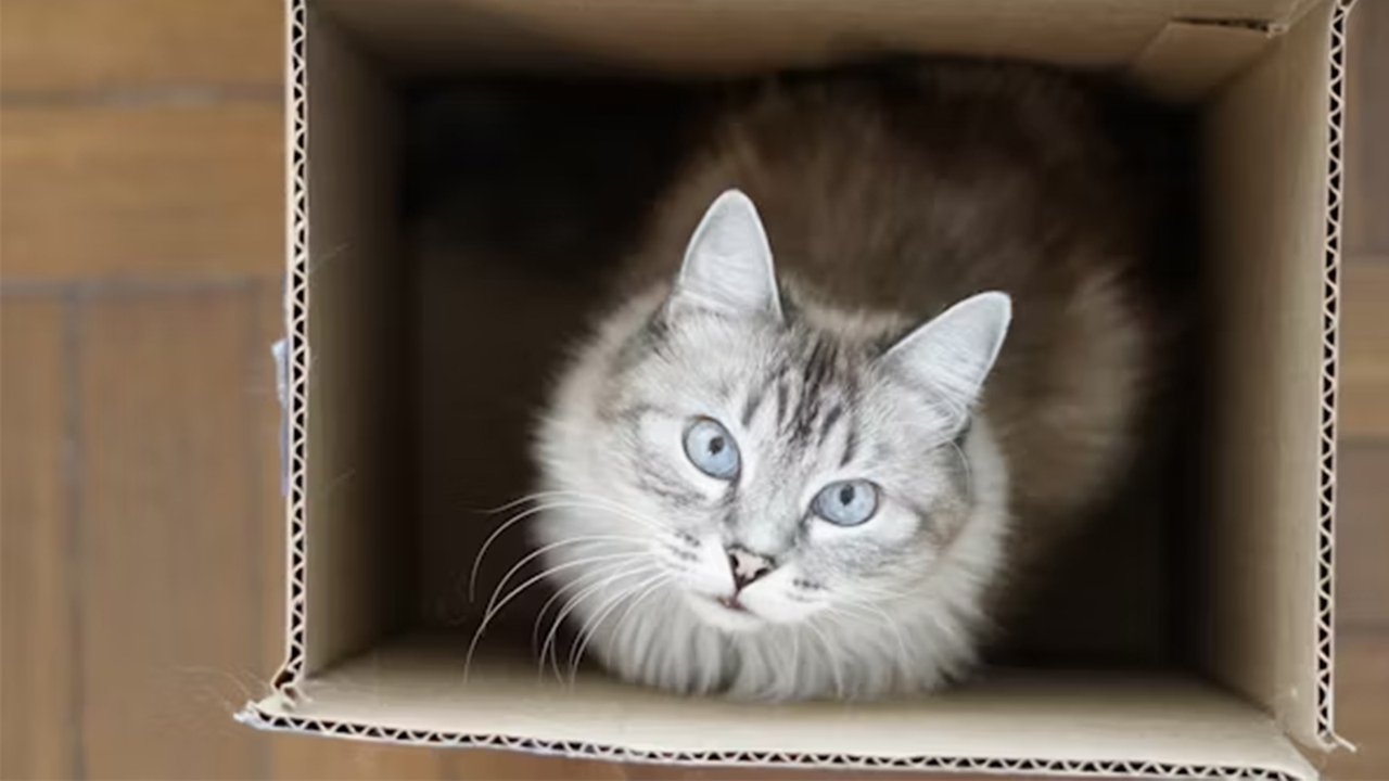 Серый котенок в коробке Серый котенок в коробке