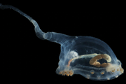 Этот трепанг с прозрачным телом принадлежит к семейству Elpidiidae и называется «уникумбер». Вы можете ясно видеть его кишечник и то, что он ест осадок. Мы можем только догадываться, для чего нужен длинный хвост, но, вероятно, для умения плавать.