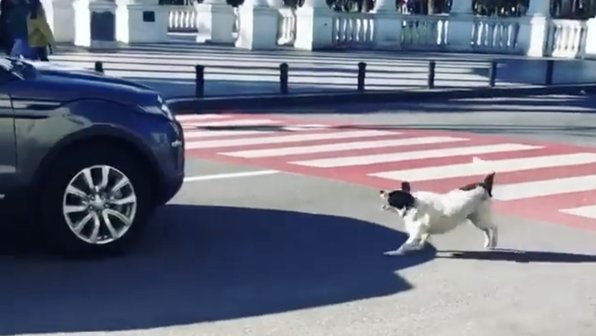 Бездомная собака в Батуми помогает людям переходить дорогу