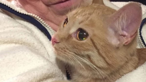 Кошка из Ярославля две недели жила взаперти после смерти хозяйки
