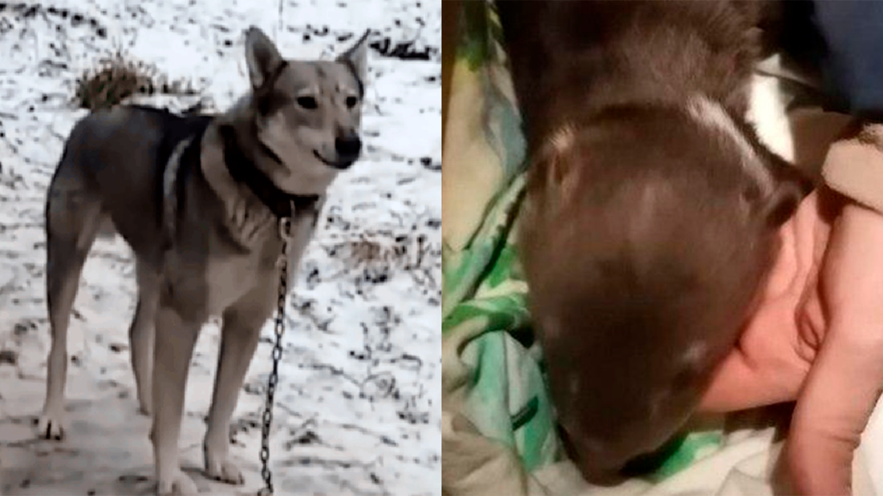 Собака Лайма принесла из леса необычного щенка