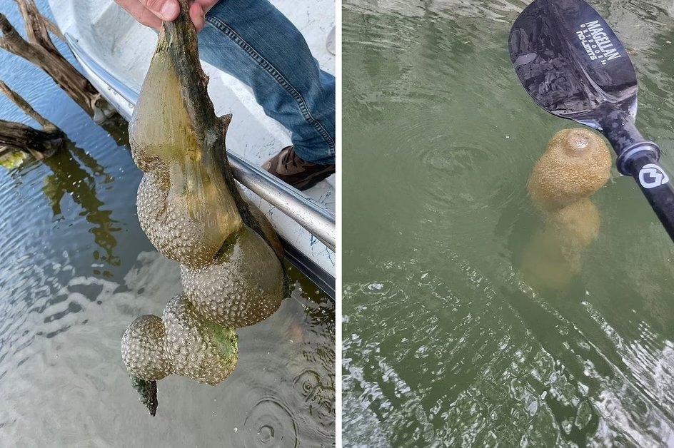 Смельчаки достали шарообразную массу из воды