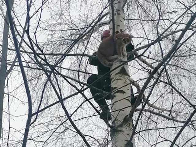 В Луховицах спасли кота, который умолял о помощи