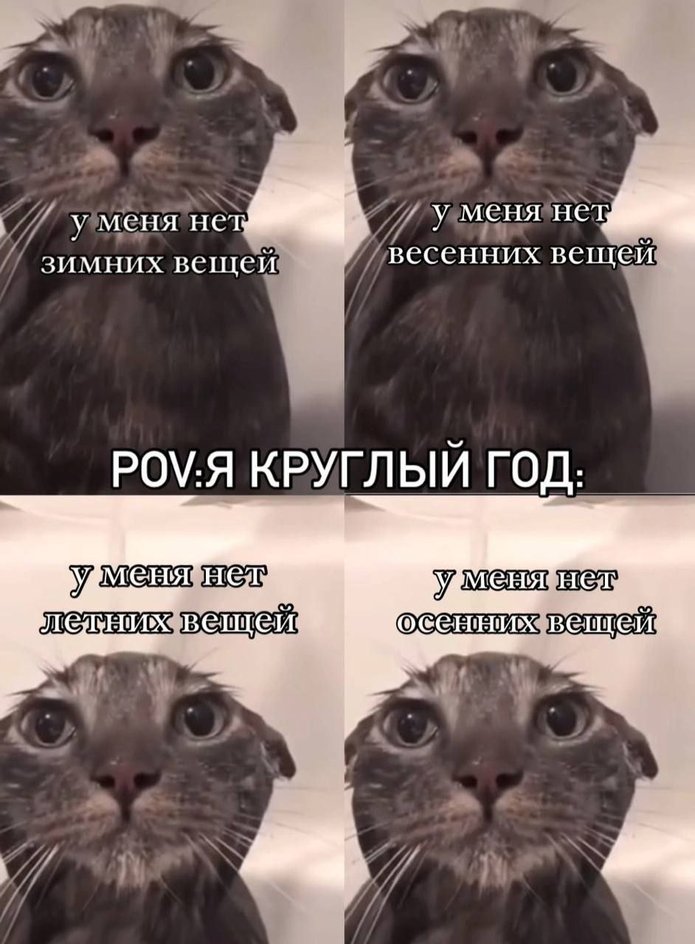 Мемы с котиками