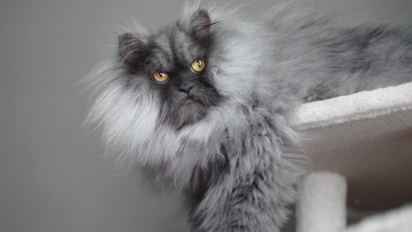Кот с недовольным лицом умиляет соцсети