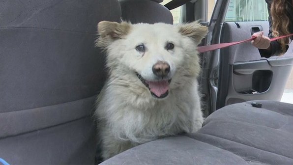 В Новосибирске прооперировали бездомную собаку, спасенную от взрыва на автозаправке