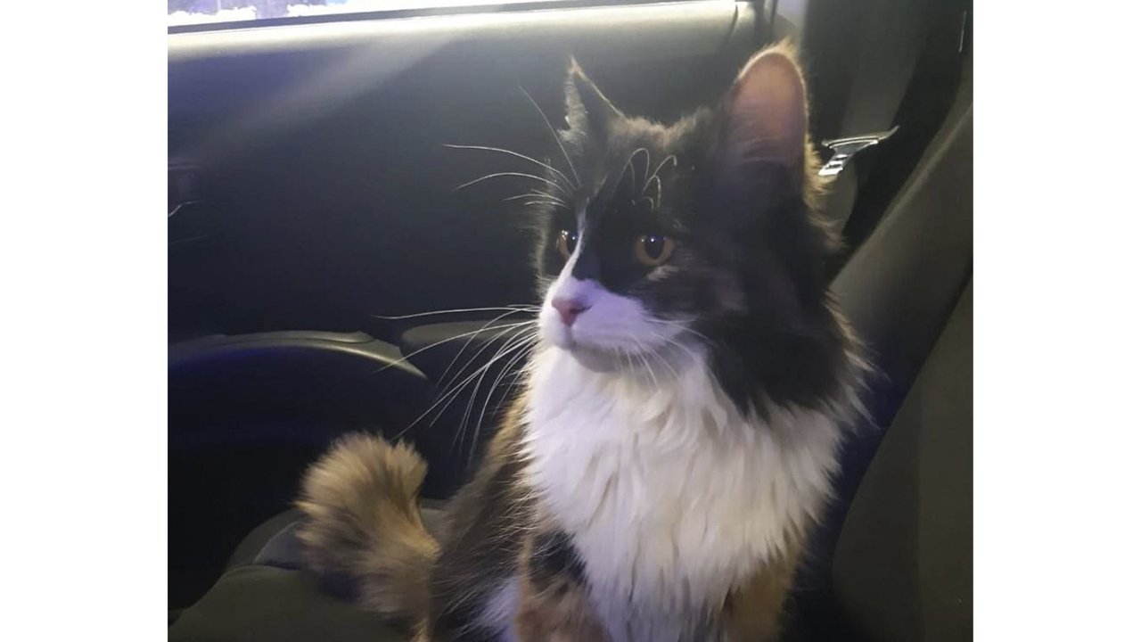 Кошка Кошка
