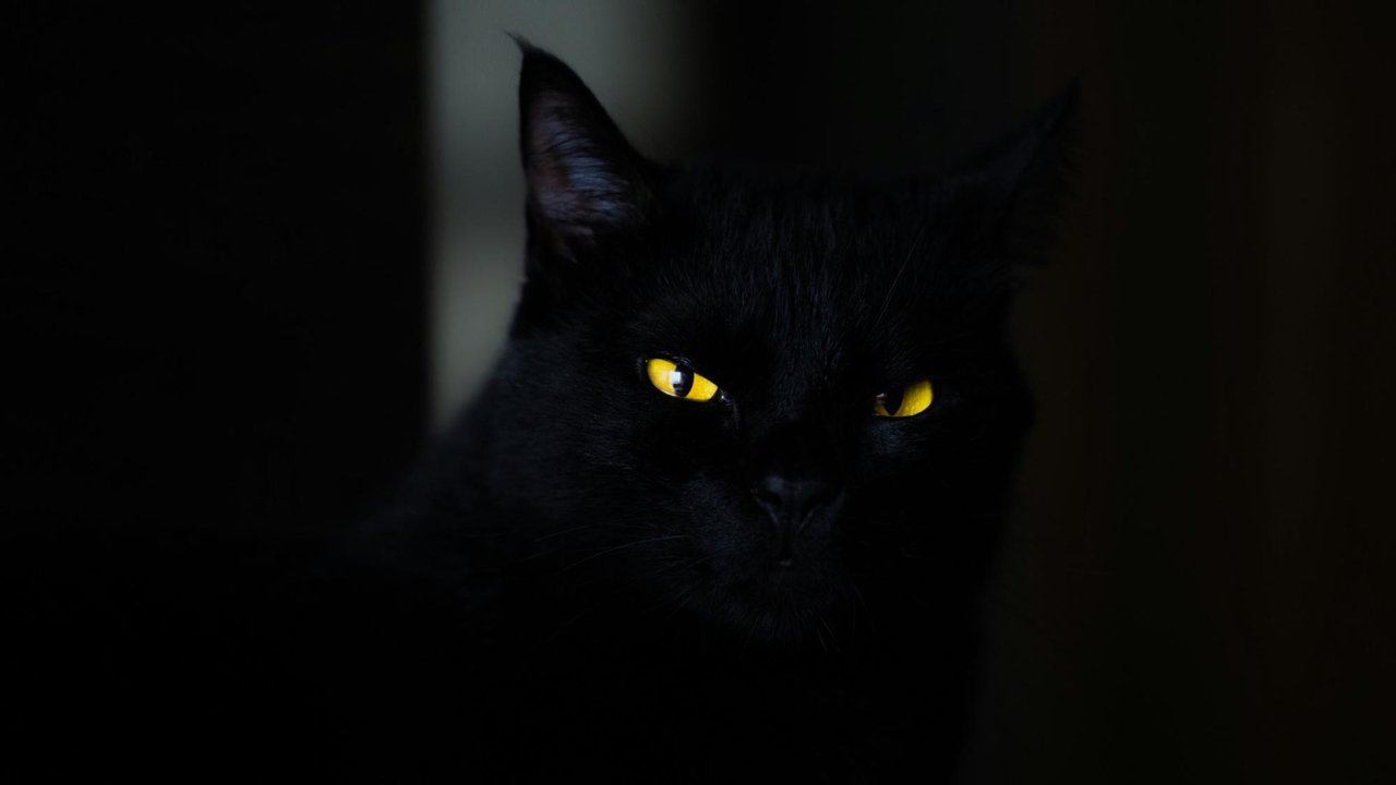 Кошка в темноте
