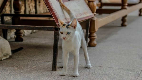 В Китае прошла «Ночь Музеев» для кошек