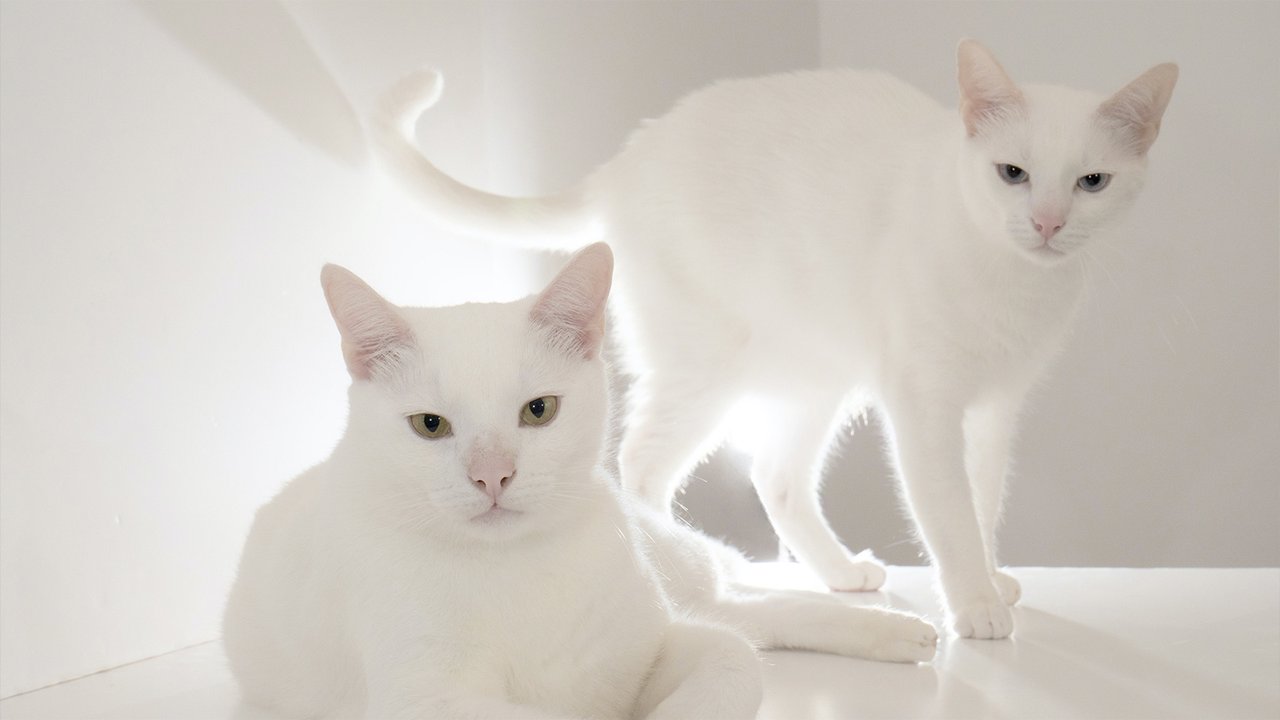 Белые кошки