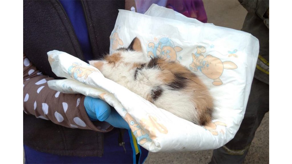 Котенок 1