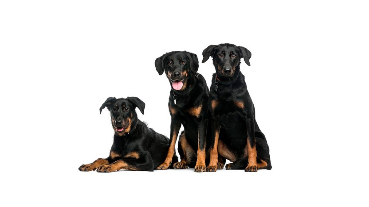 three-beaucerons-sitting-and-lying-in-front-of-a-white-wall_191971-17447