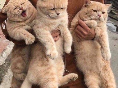 Тройная доза грустных котиков.