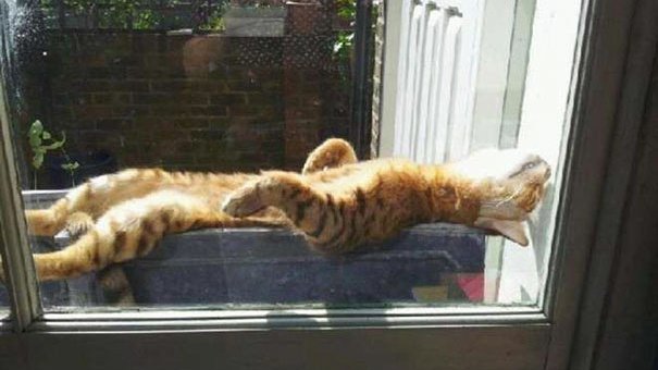Валяться на солнышке в такой день — идеально. Источник: https://www.boredpanda.com/cats-enjoying-warmth/