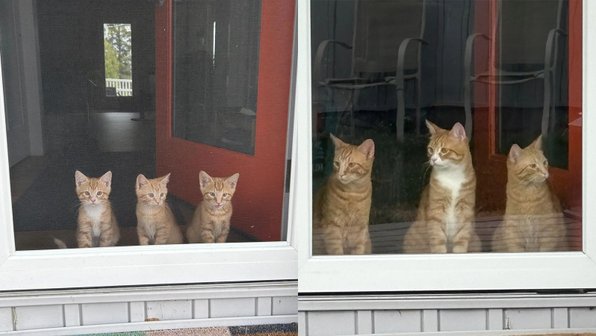 Ми-ми-ми: 20 котят, которые выросли и стали гордыми и важными котами
