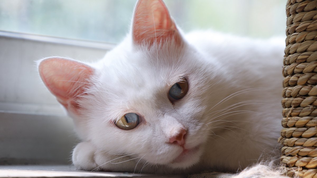 Вязка кошек и котов: рекомендации и правила первой случки, советы