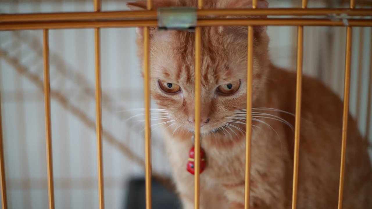 Рыжий кот Рыжий кот