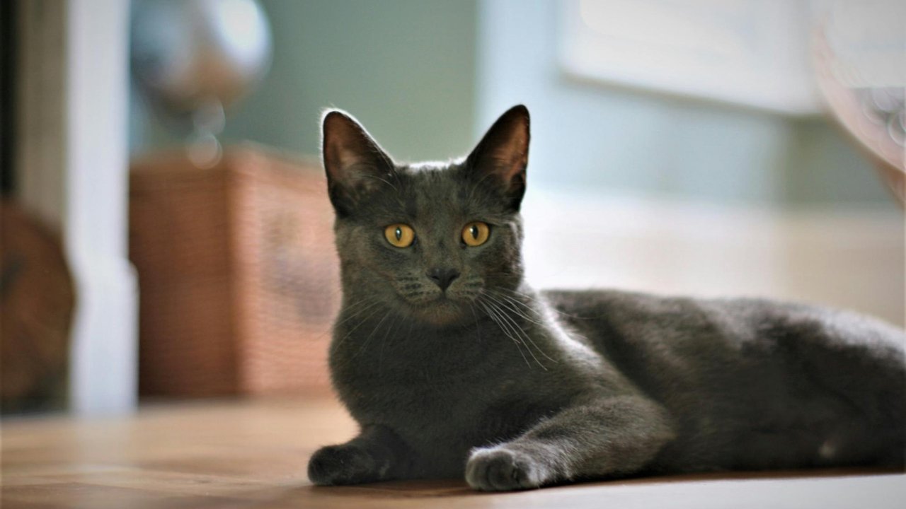 Корат