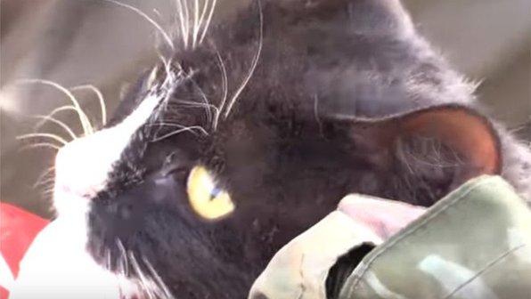 Хабаровские спасатели эвакуировали семью кошек из затопленного дома