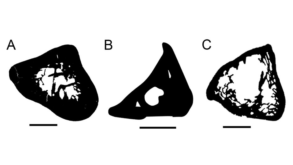 Сравнение КТ-снимков средней части костей Kryoryctes (A), утконоса (B) и ехидны (C). Полоски внизу равны 5 мм. Сравнение КТ-снимков средней части костей Kryoryctes (A), утконоса (B) и ехидны (C). Полоски внизу равны 5 мм.