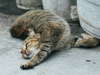Content image for: 491232 | 10 фактов о кошках, которых вы, скорее всего, не знали