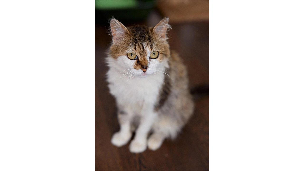 Котик по имени Суслик Котик по имени Суслик