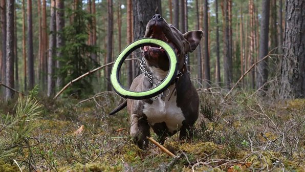 15 собак, которые радуются активным играм
