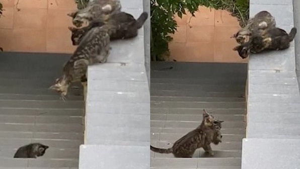 Бездомная кошка помогла чужому котенку и попала на видео