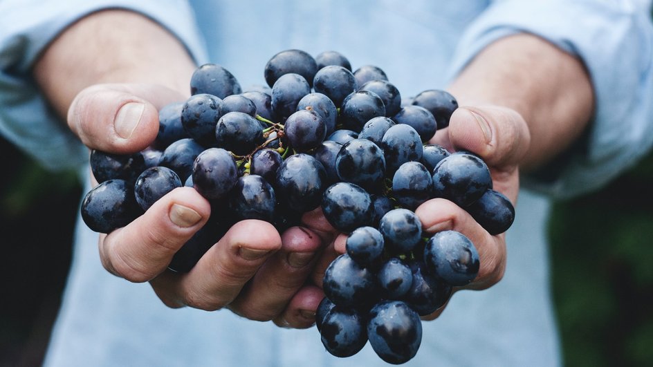 Черный виноград в руках