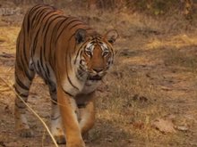 Кадр из BBC: Тигр — Шпион джунглей