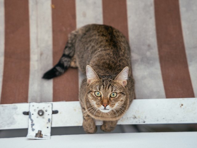 В Москве кот прыгнул из окна 14 этажа — его и хозяйку чудом спасли