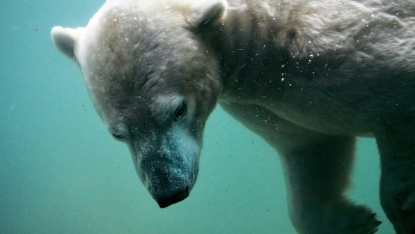 Московский зоопарк показал, как белая медведица охлаждается в жару
