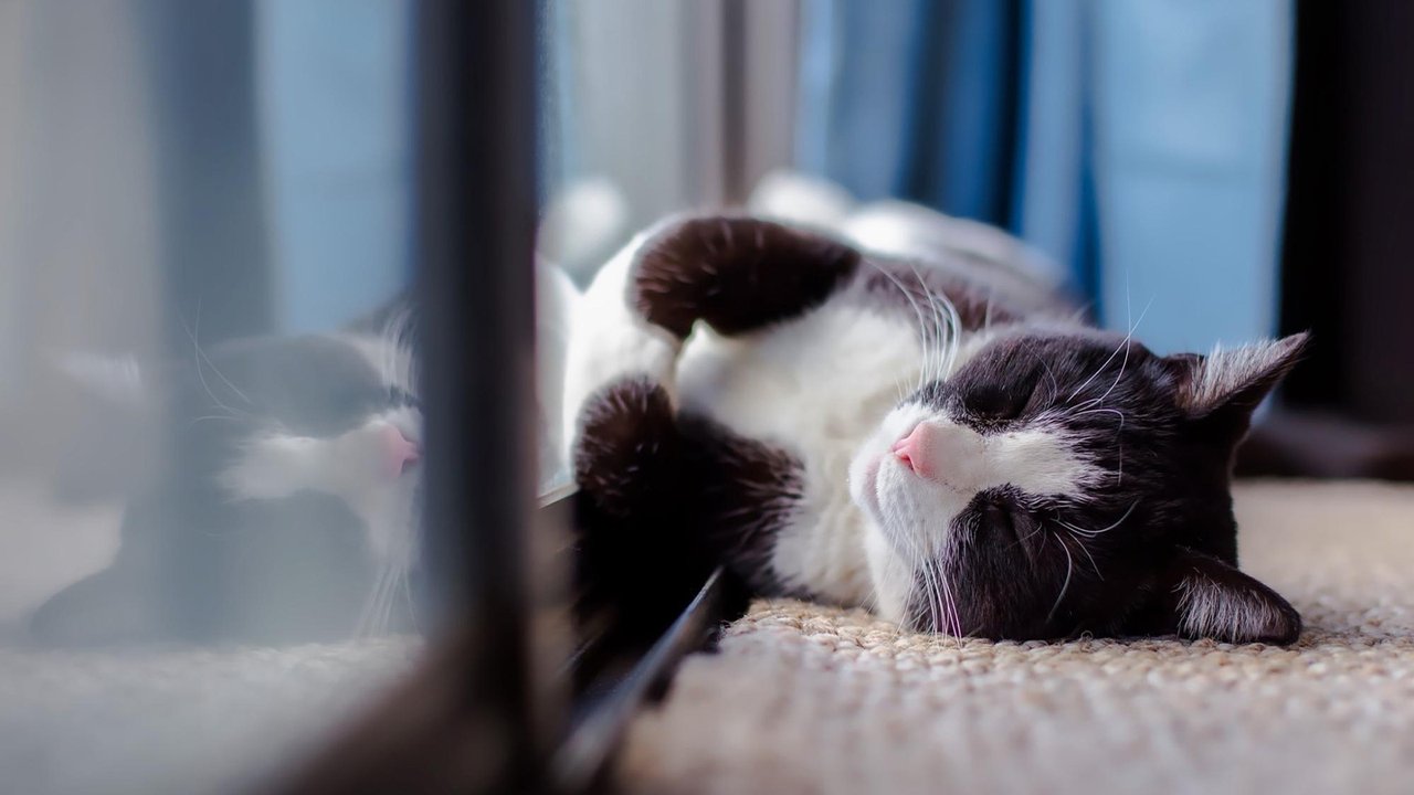 Черно-белый кот лежит около окна