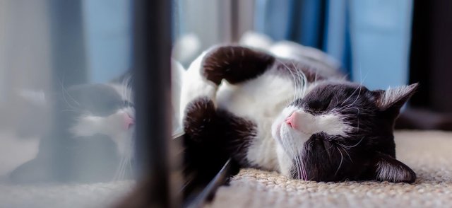 9 вещей, о которых мечтает ваша кошка
