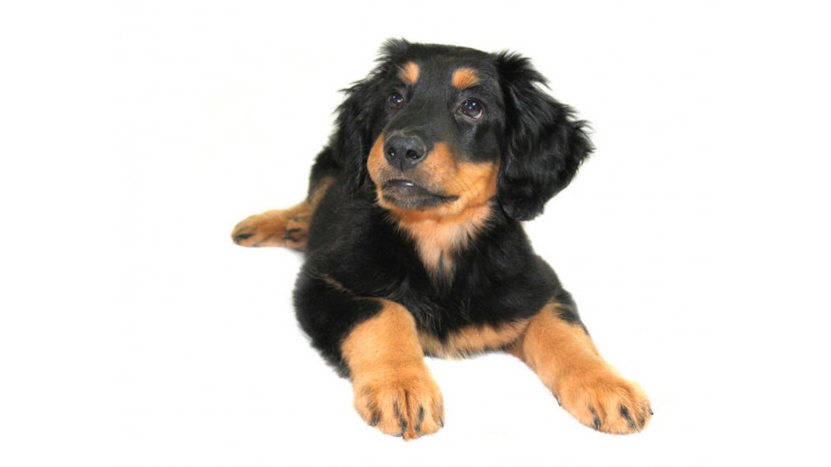 depositphotos_7648101-stock-photo-cute-puppy