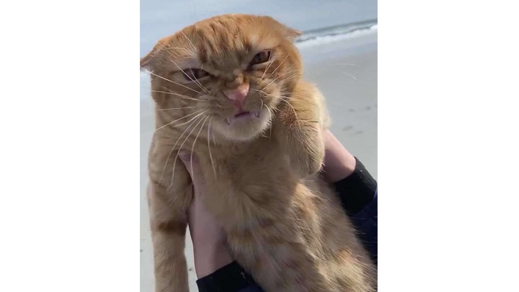 Кот