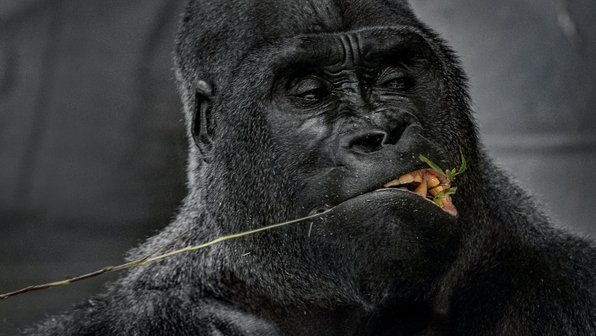 Дикие гориллы используют кору деревьев для самолечения